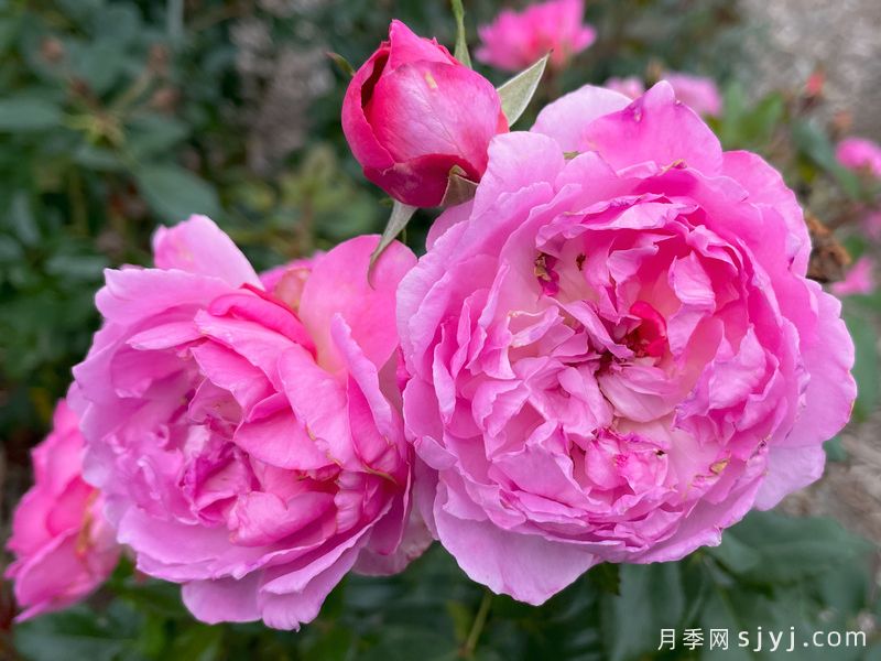 兰花韵事月季/天使湾月季/兰花浪漫Baie des Anges(图2)