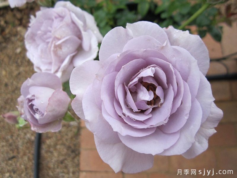 蓝宝石月季/紫香Blue Bajou(图3)