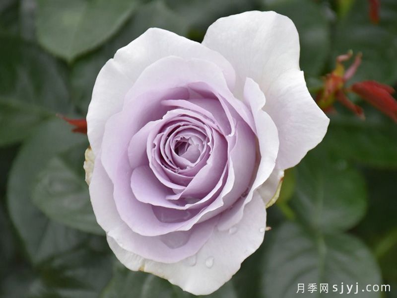 蓝宝石月季/紫香Blue Bajou(图2)