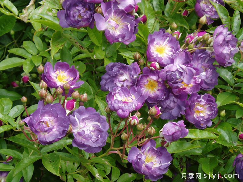 蓝蔓月季/蓝色紫罗兰月季名Veilchenblau(图3)