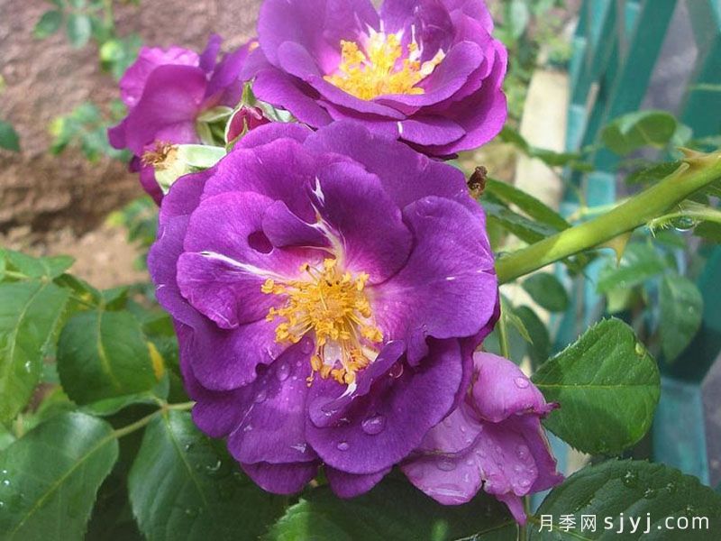 蓝色狂想曲月季/蓝色的拉比索迪Rhapsody In Blue(图2)