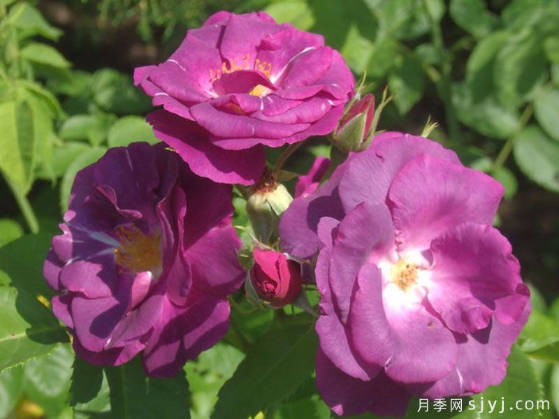 蓝色狂想曲月季/蓝色的拉比索迪Rhapsody In Blue(图3)