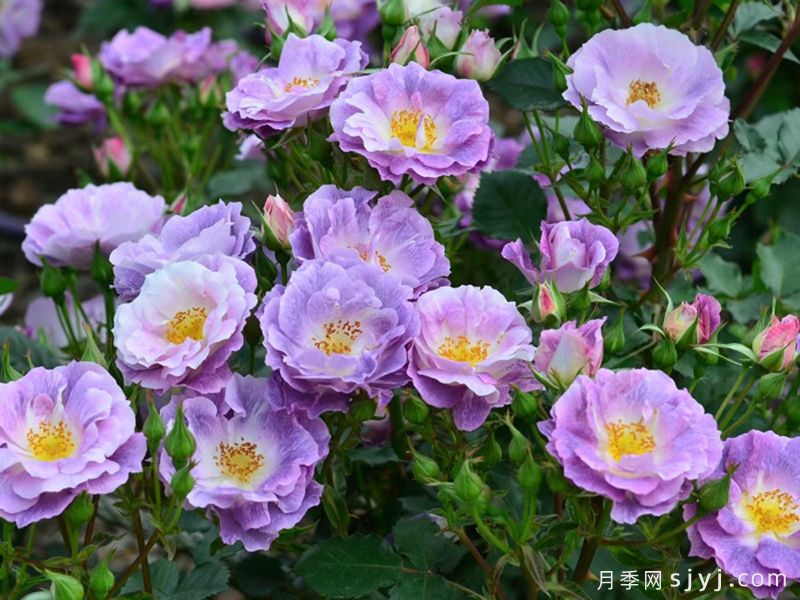 蓝色梦想月季/蓝梦月季Blue For You(图3)