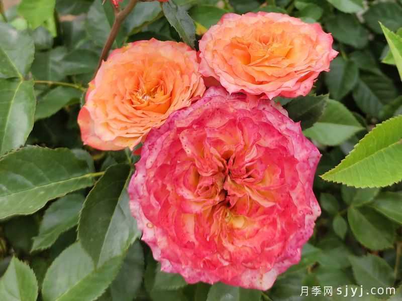 浪漫玫瑰面纱月季Romantic RoseVeil(图2)