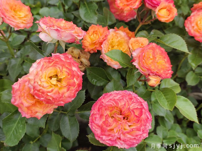 浪漫玫瑰面纱月季Romantic RoseVeil(图3)