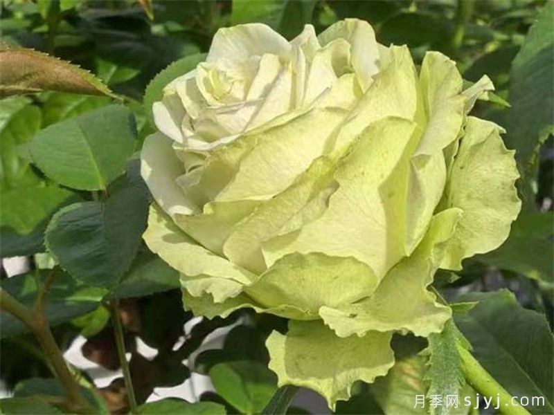 浪漫格林月季/绿色浪漫/绿色格林Green Romantic(图4)