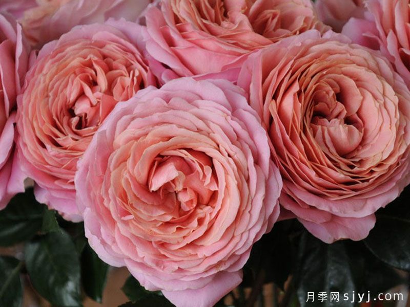 浪漫古董月季/浪漫安提克Romantic Antike Freelander(图1)