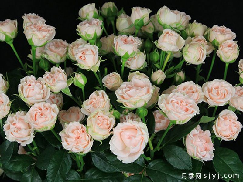 浪漫泡泡月季Romantic Bubbles(图1)