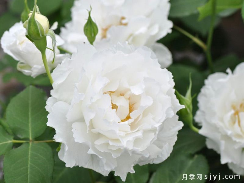 乐柏月季/勒布朗Le Blanc(图1)