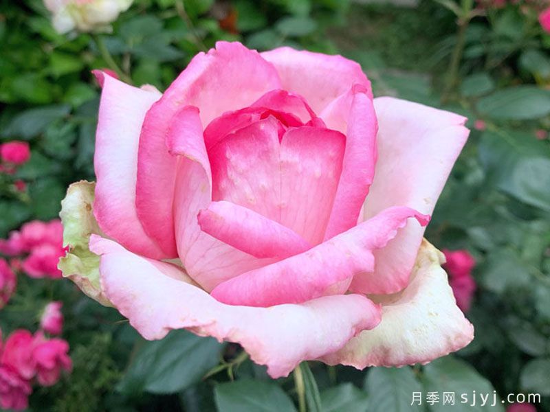 乐天派月季La Rose Optimiste(图3)