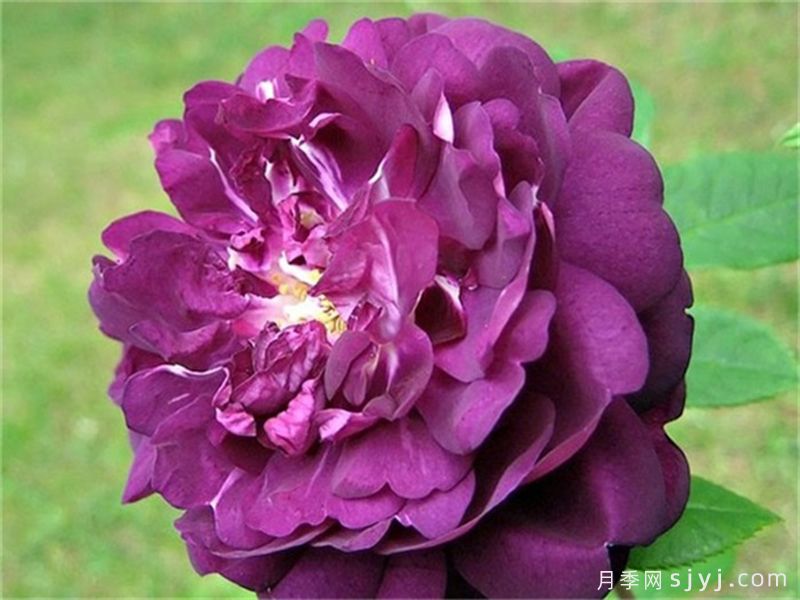 黎塞留主教月季/红衣主教黎塞留Cardinal de Richelieu(图1)