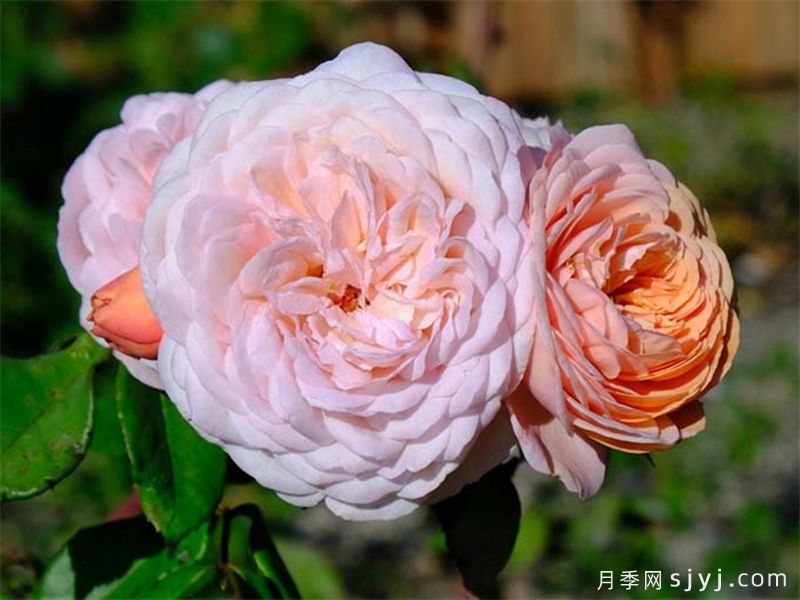 利安德尔月季(图2)