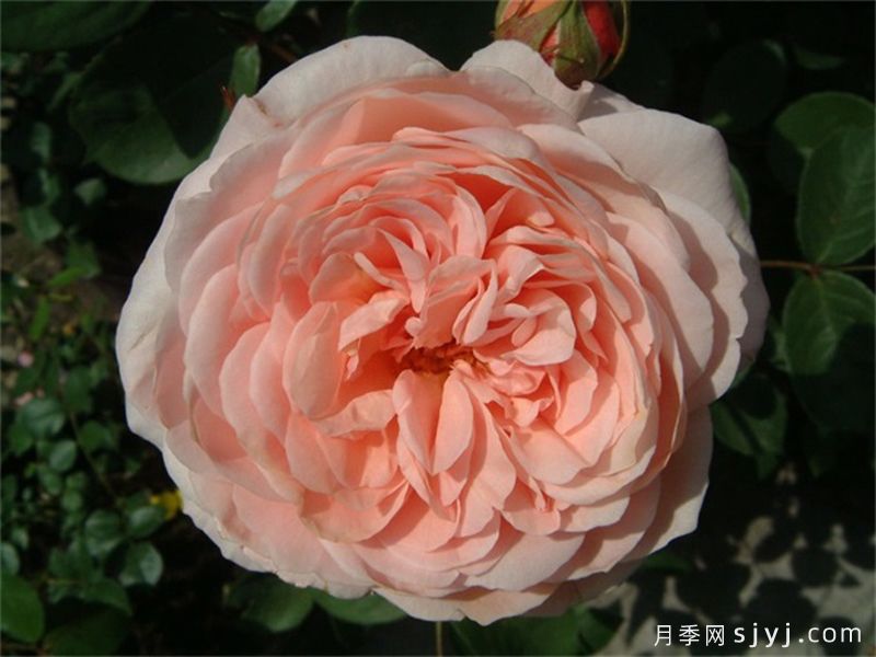 利安德尔月季(图3)