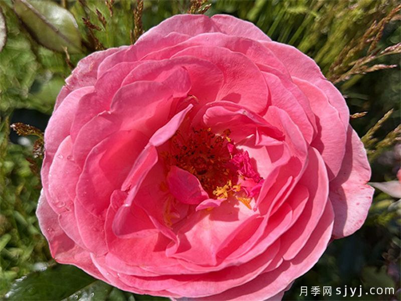 利格贝莱尔伯爵夫人月季Rosier Comtesse Liger-Belair(图1)