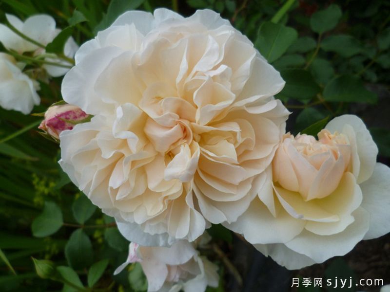 利奇菲尔德天使月季Lichfield Angel(图3)