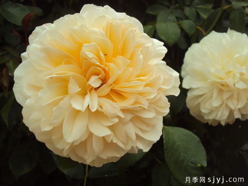 利奇菲尔德天使月季Lichfield Angel(图4)