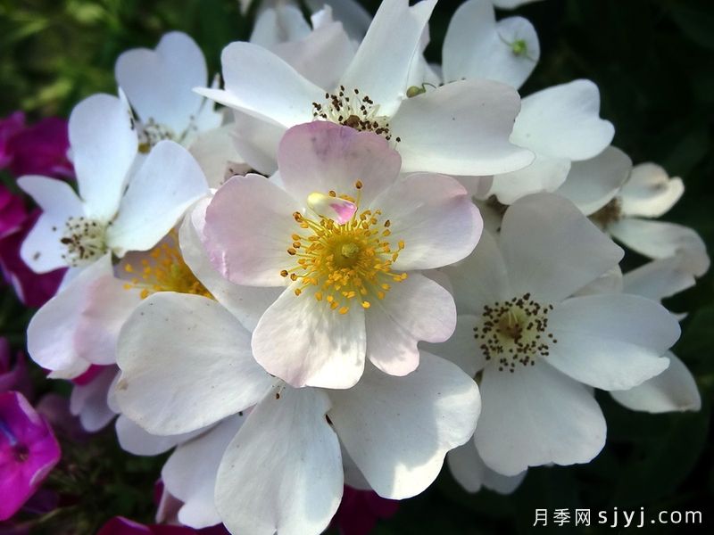 莉达月季/小蜜蜂/丽达Lyda(图1)