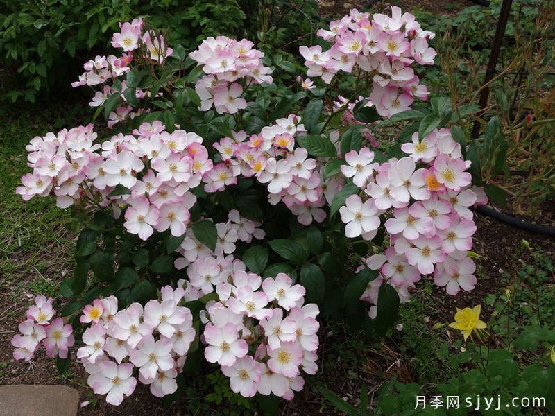 莉达月季/小蜜蜂/丽达Lyda(图3)