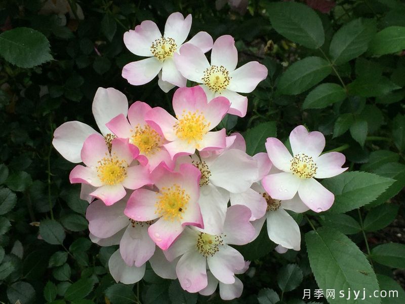 莉达月季/小蜜蜂/丽达Lyda(图2)