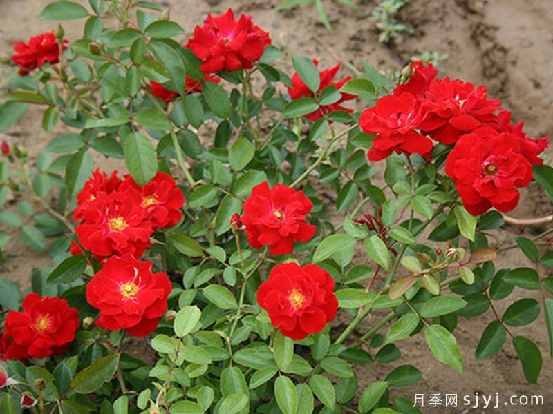 恋情火焰月季Mainaufeuer(图2)