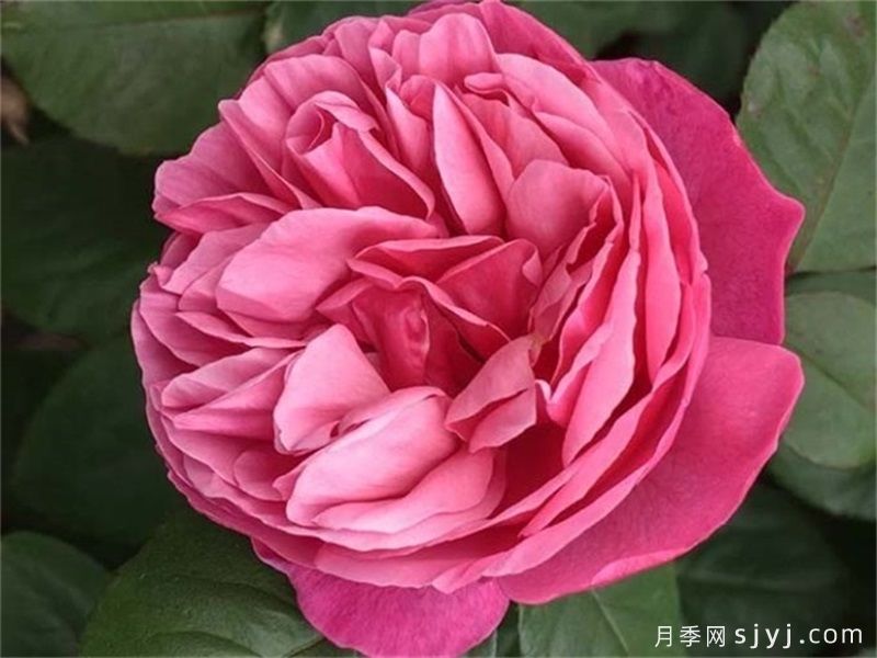 莉娜雷诺月季/英库鲁/英格鲁/极致美味Line Renaud(图1)