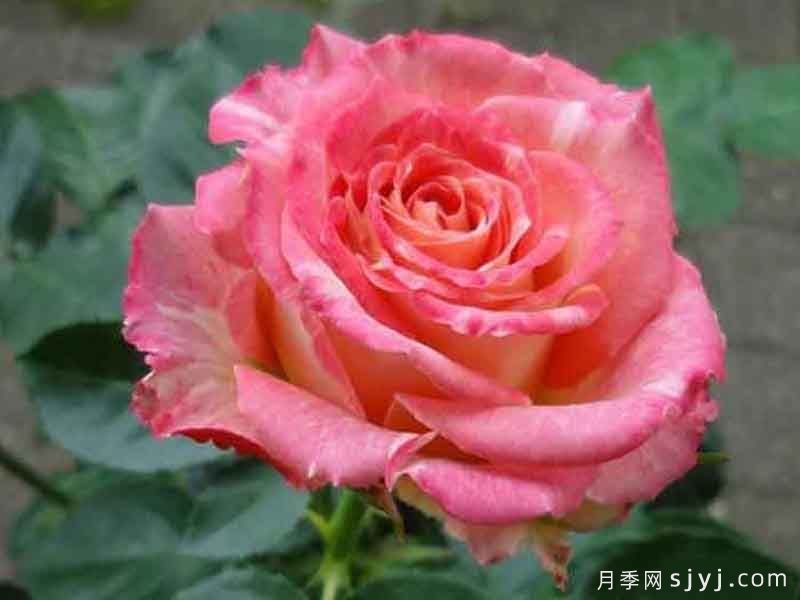 莲花月季(图1)