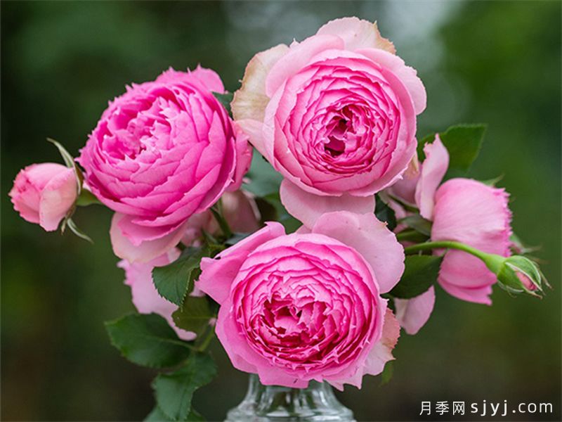 莲舟月季(图3)