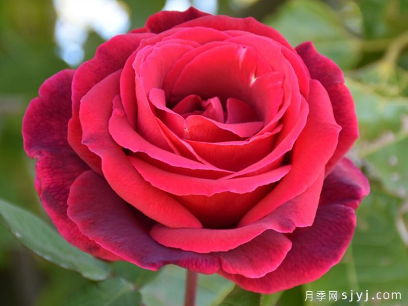 林肯先生月季Mister Lincoln(图3)