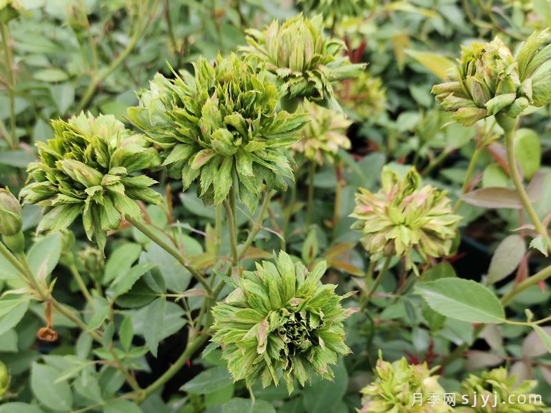 绿萼月季Viridiflora(图2)