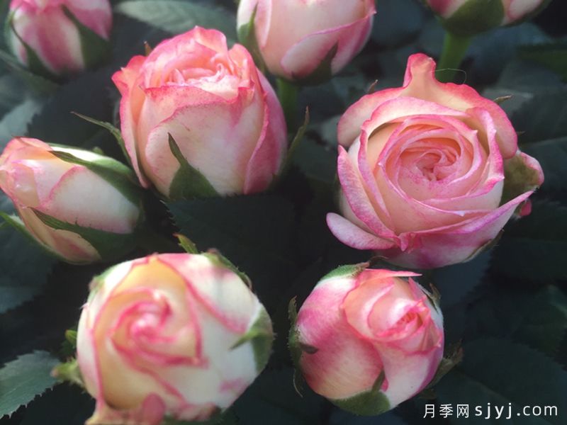 永远的哈瓦那月季Havana Forever(图1)