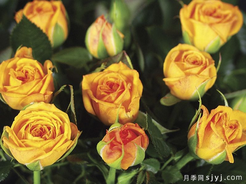 永远的梅西纳月季/永远的墨西拿Messina Forever(图1) 永远的梅西纳月季/永远的墨西拿Messina Forever(图1)