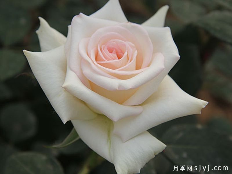 玛依柯月季(图1)
