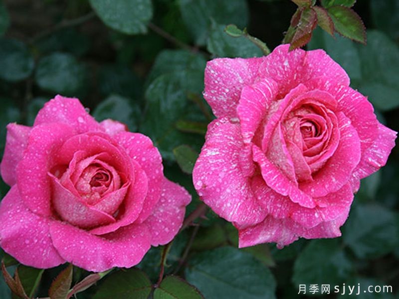 满天银星月季(图1)