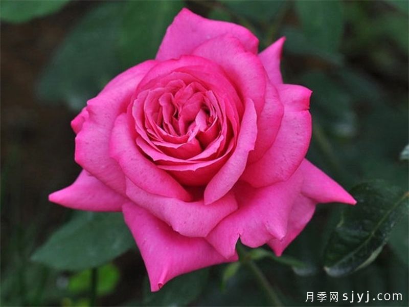 美多斯月季Meduse(图1)