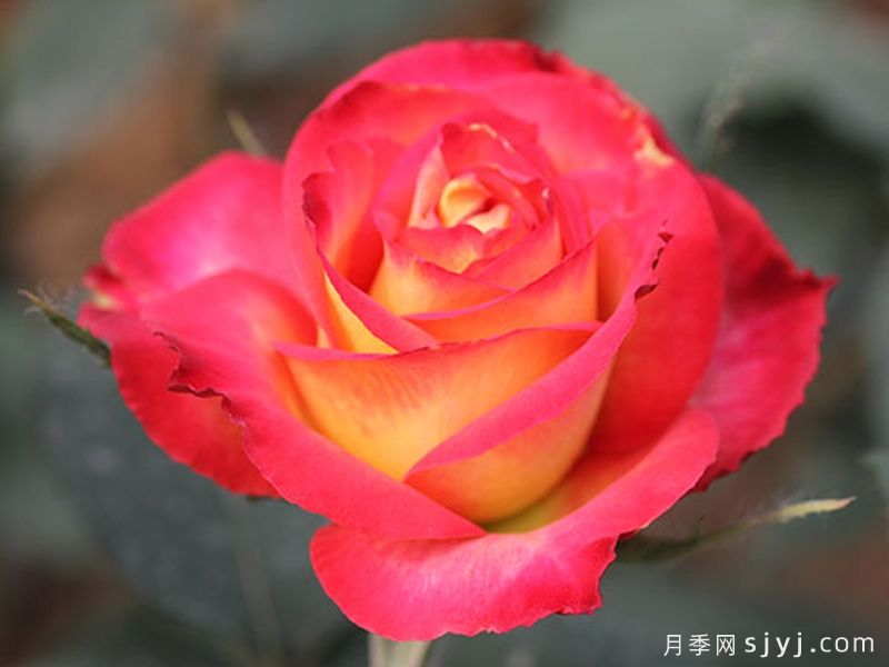 美好时光月季/美好时代月季Better Times(图4)