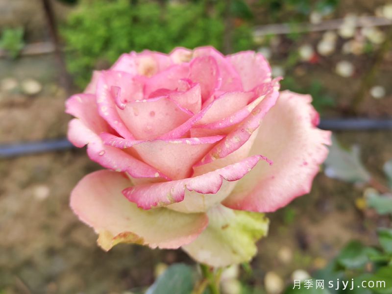 梦露月季/彩色贝壳月季Monroe(图2) 梦露月季/彩色贝壳月季Monroe(图2)