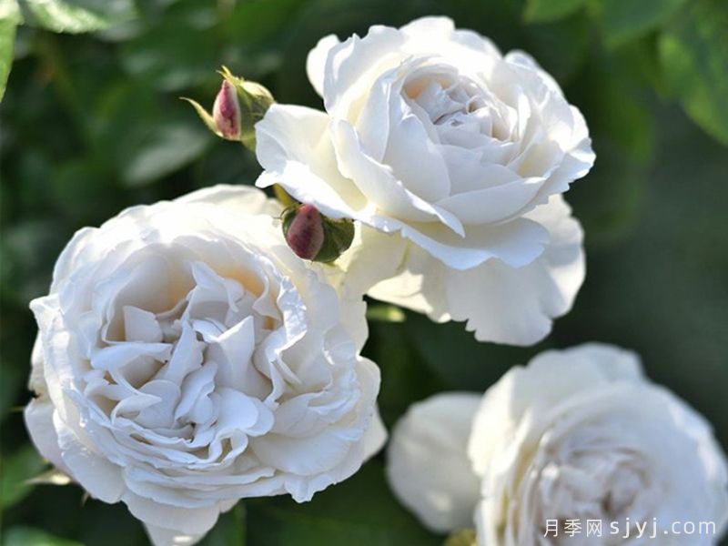 帕芙洛娃月季/巴甫洛娃月季Pavlova(图1)