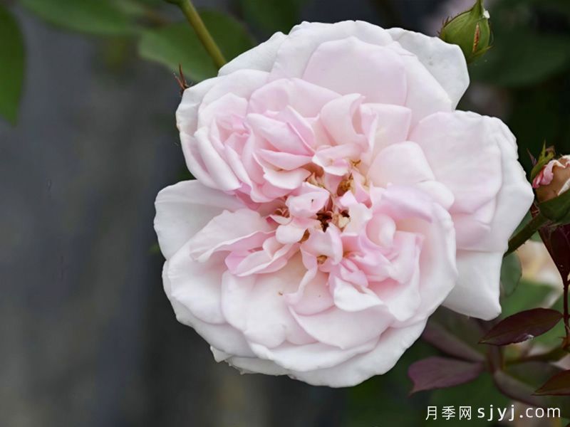 屏东月季/中国绯红茶香月季(图1)