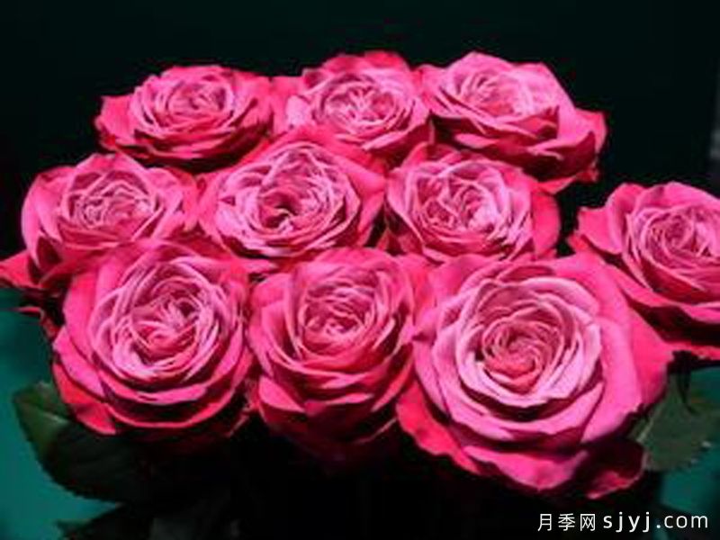 青春魅力月季Prime Charm+(图1)
