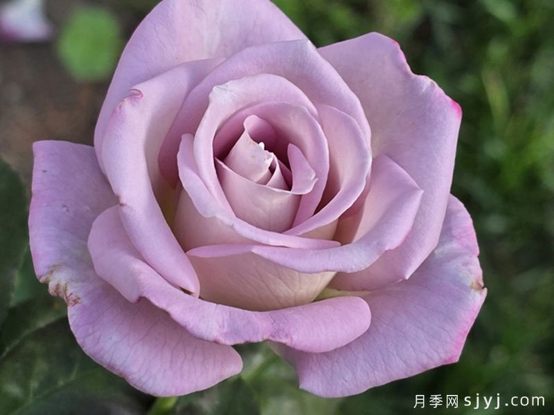 索罗德月季/西尔维拉多Silverado(图1)