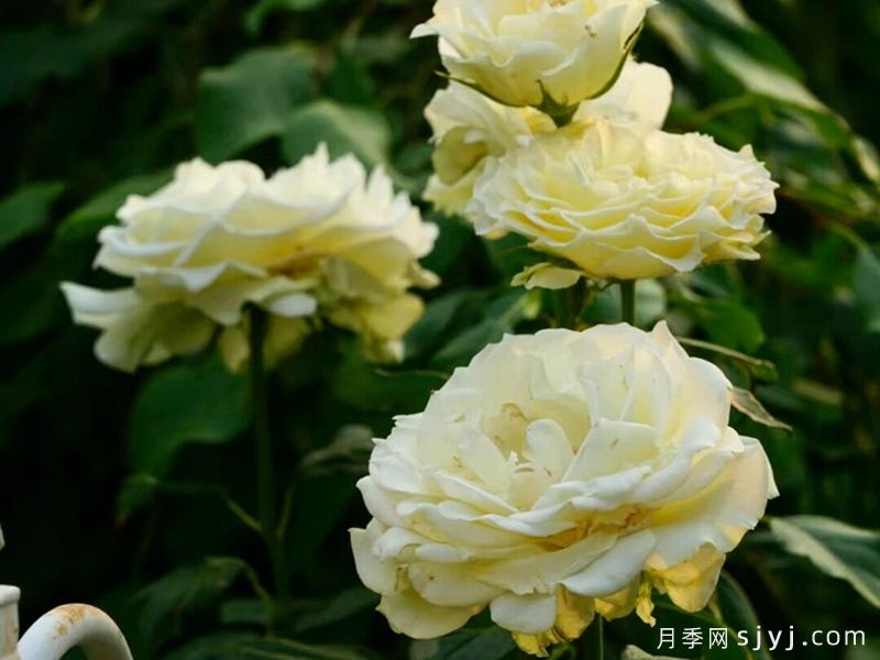 廷沃尔特月季Tingwo Erte(图1)