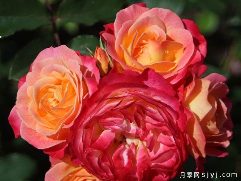 图坦月季Tucan(图1)
