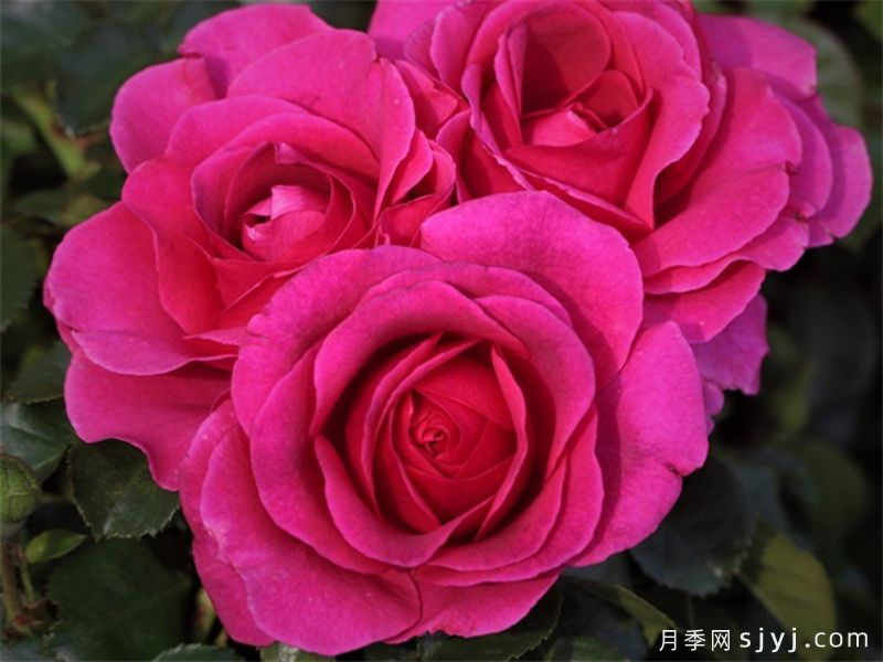永恒紫色月季Timeless Purple(图1)
