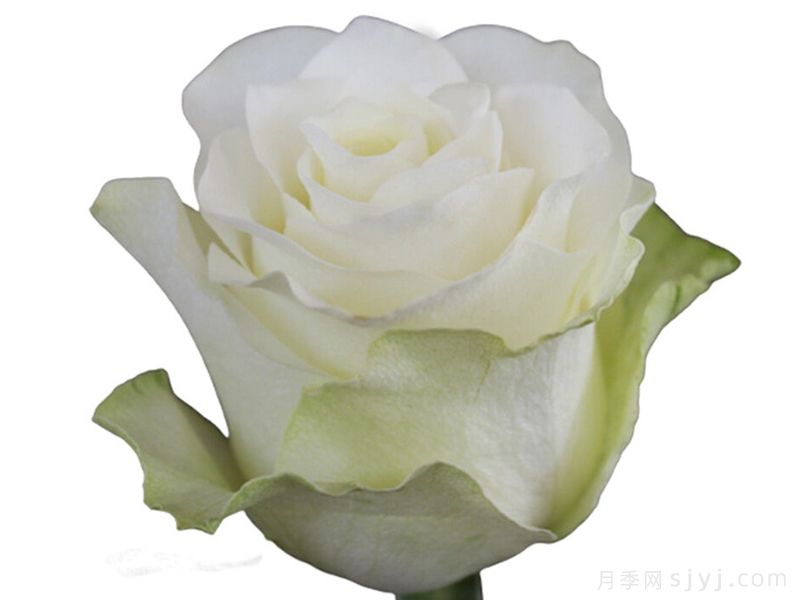 珍珠朱米莉亚月季/珍珠艾莎Pearl Jumilia(图1)