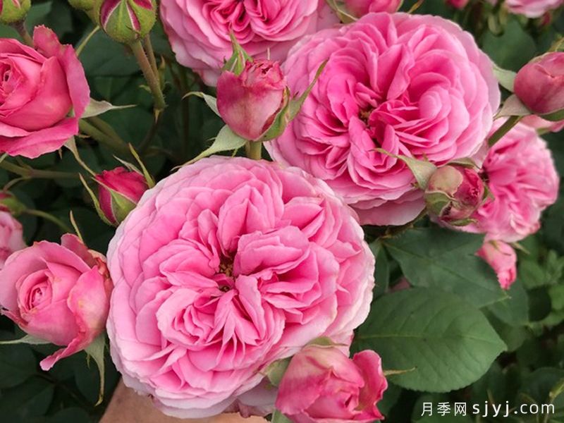 祖母粉色月季/祖母的粉色Grandmas Pink(图1)