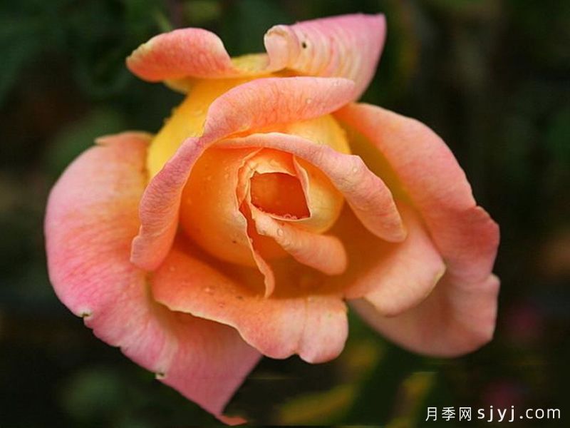 祖母珍妮月季Grandmere Jenny(图2)