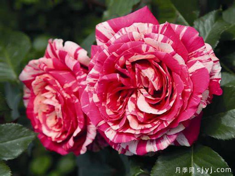 最佳印象月季介绍和优缺点(图1)