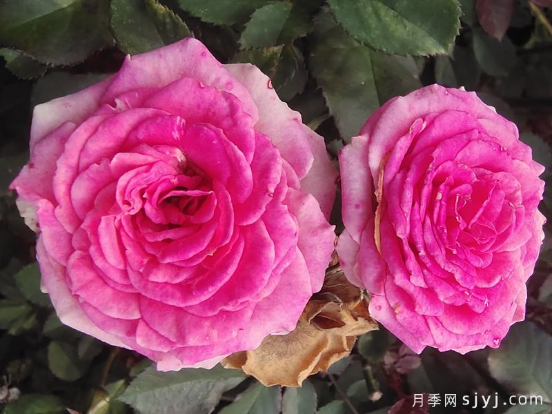 小伊甸园月季/迷你伊甸园/灌小伊Mimi Eden(图5)