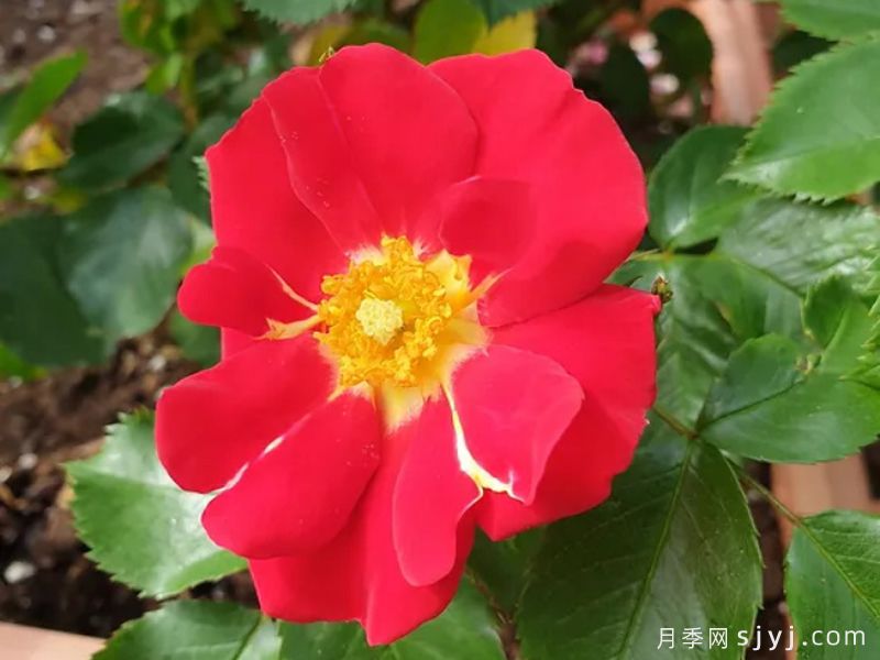 秀美音乐月季/红叶月季Scented Garden(图1)