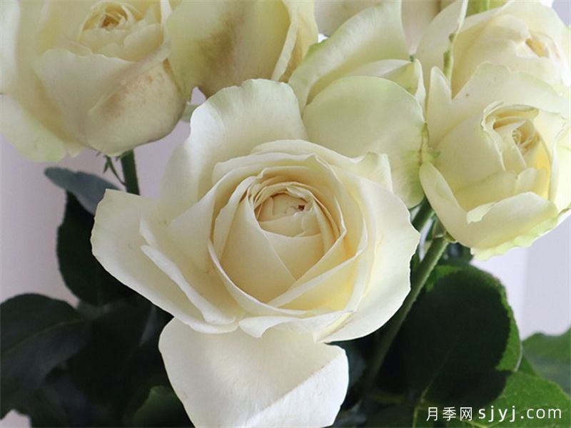 伊芙白法师伯爵月季White Master Piaget(图1)